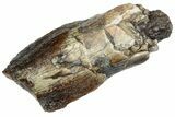 Rare Sauropod (Jobaria) Partial Tooth - Niger #241062-1